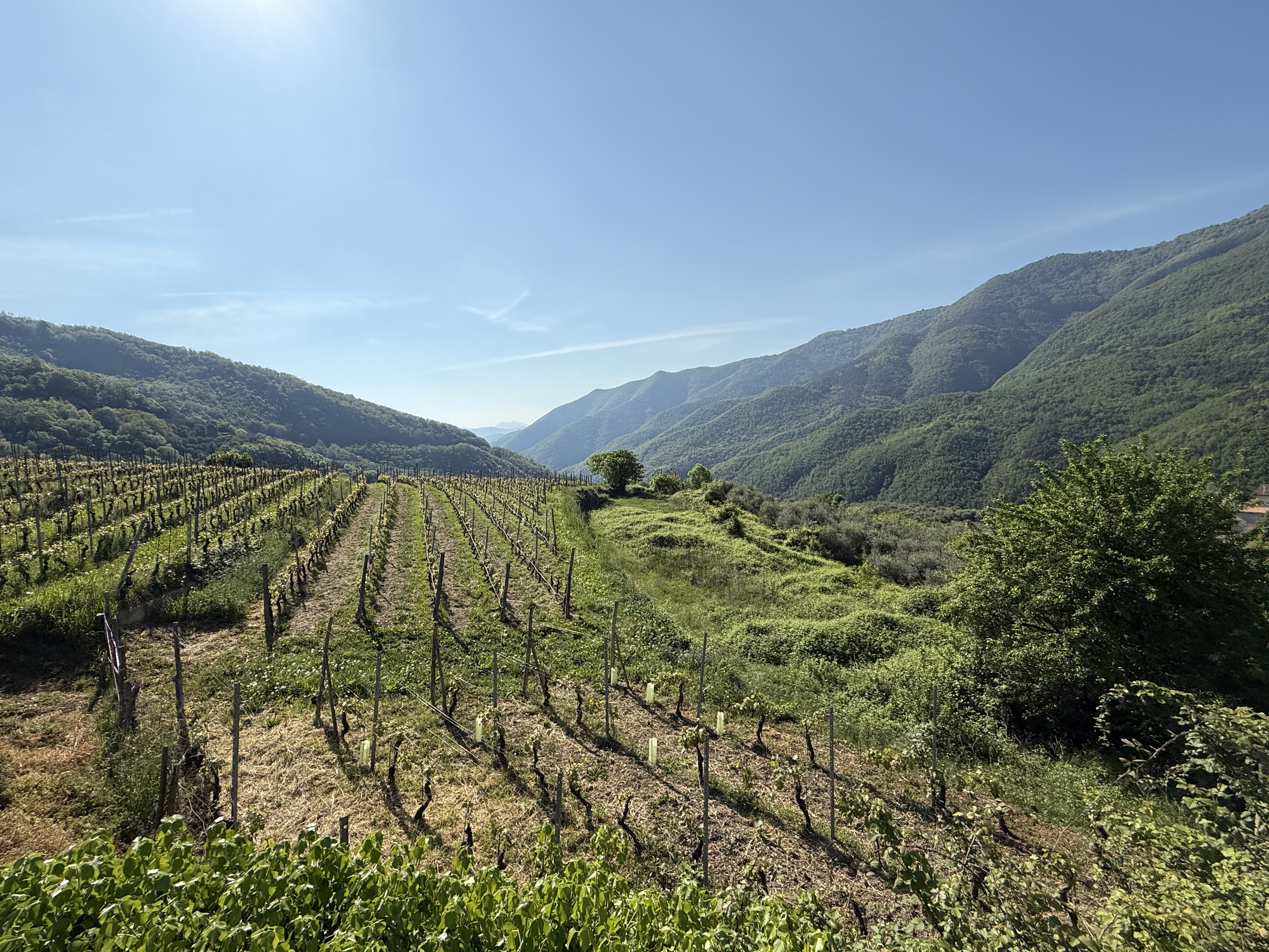 Gianan vineyard landscape