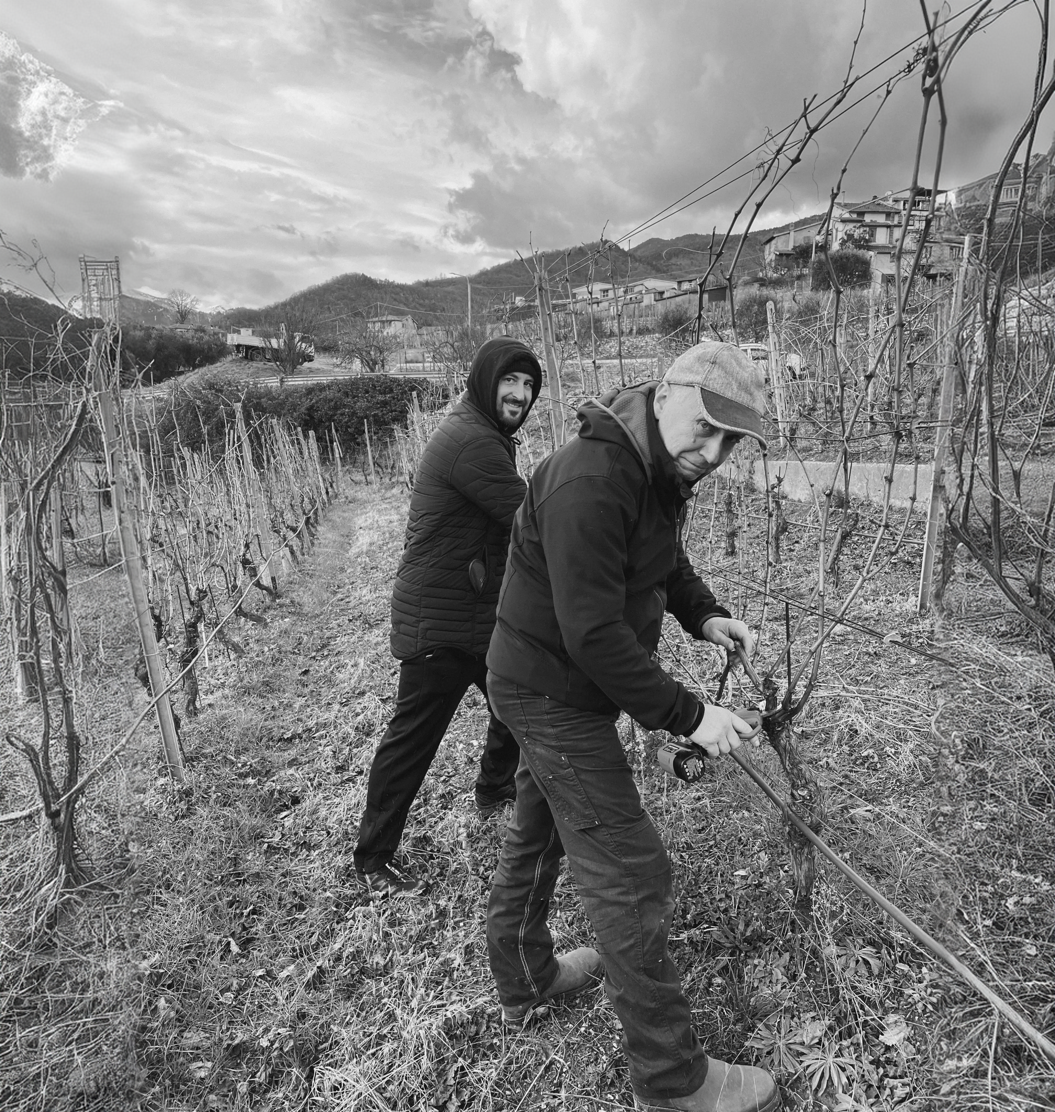 People working in the vineyard