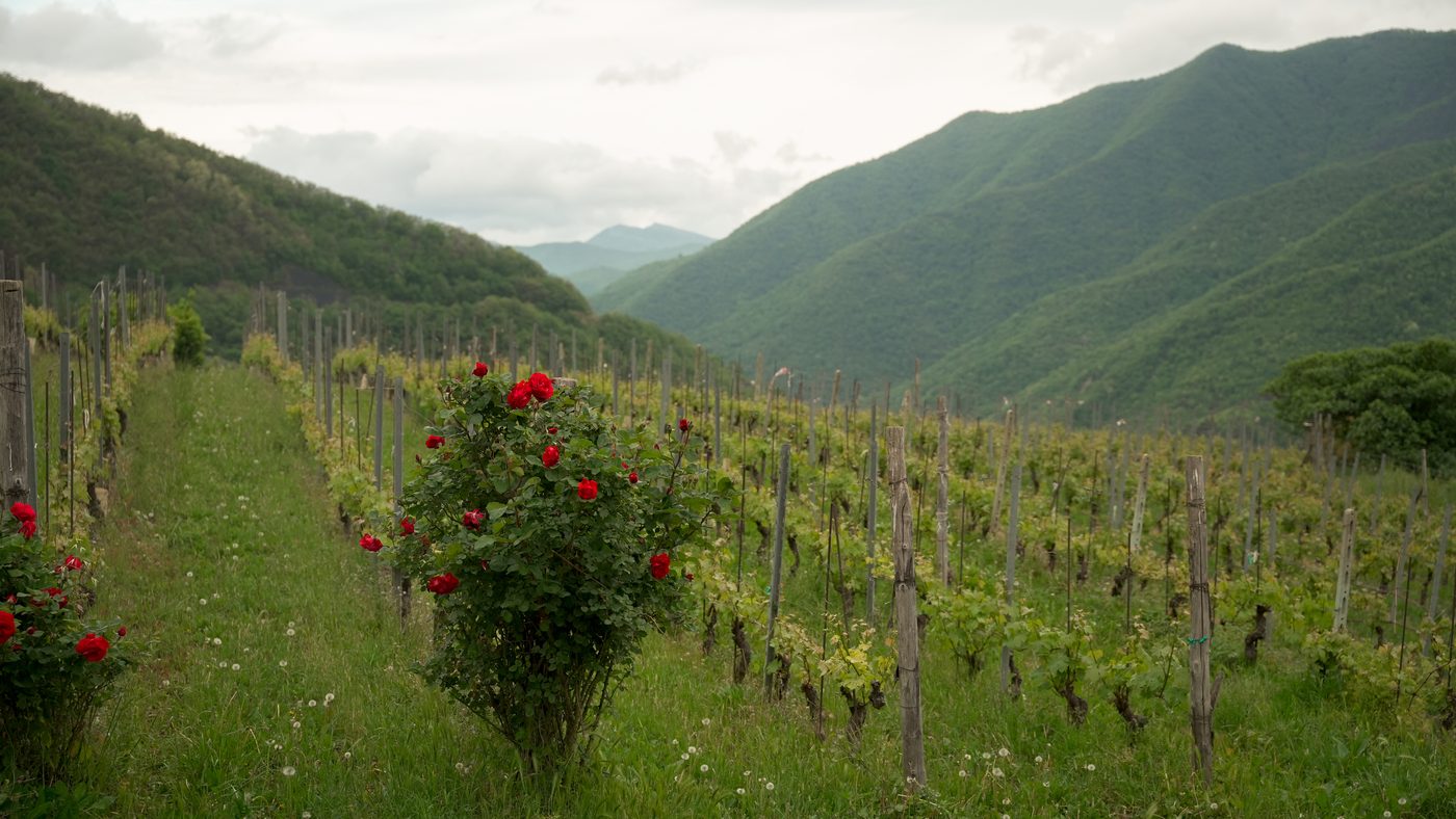 Gianan vineyard landscape