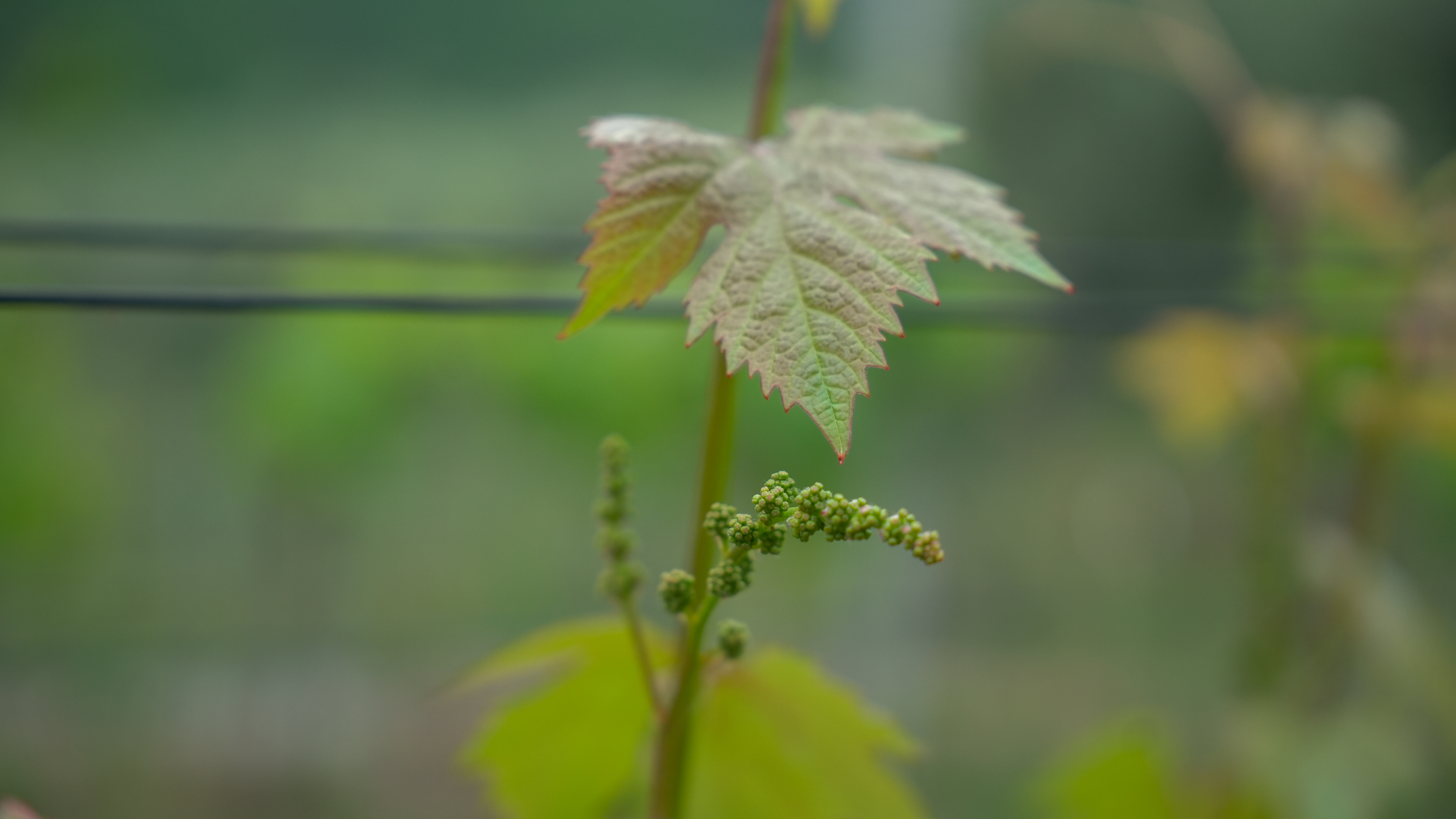 Gianan vineyard detail