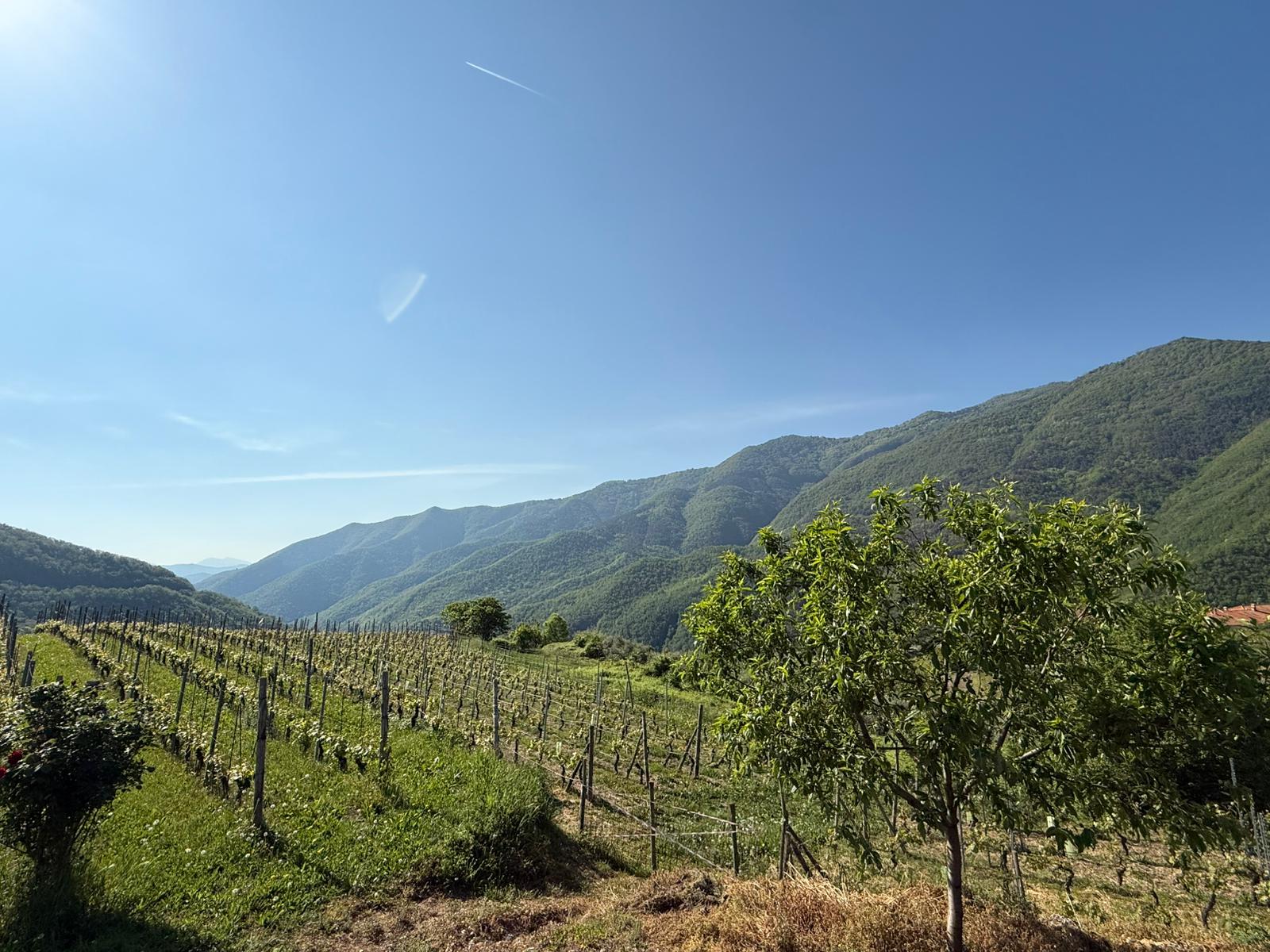 Gianan vineyard landscape