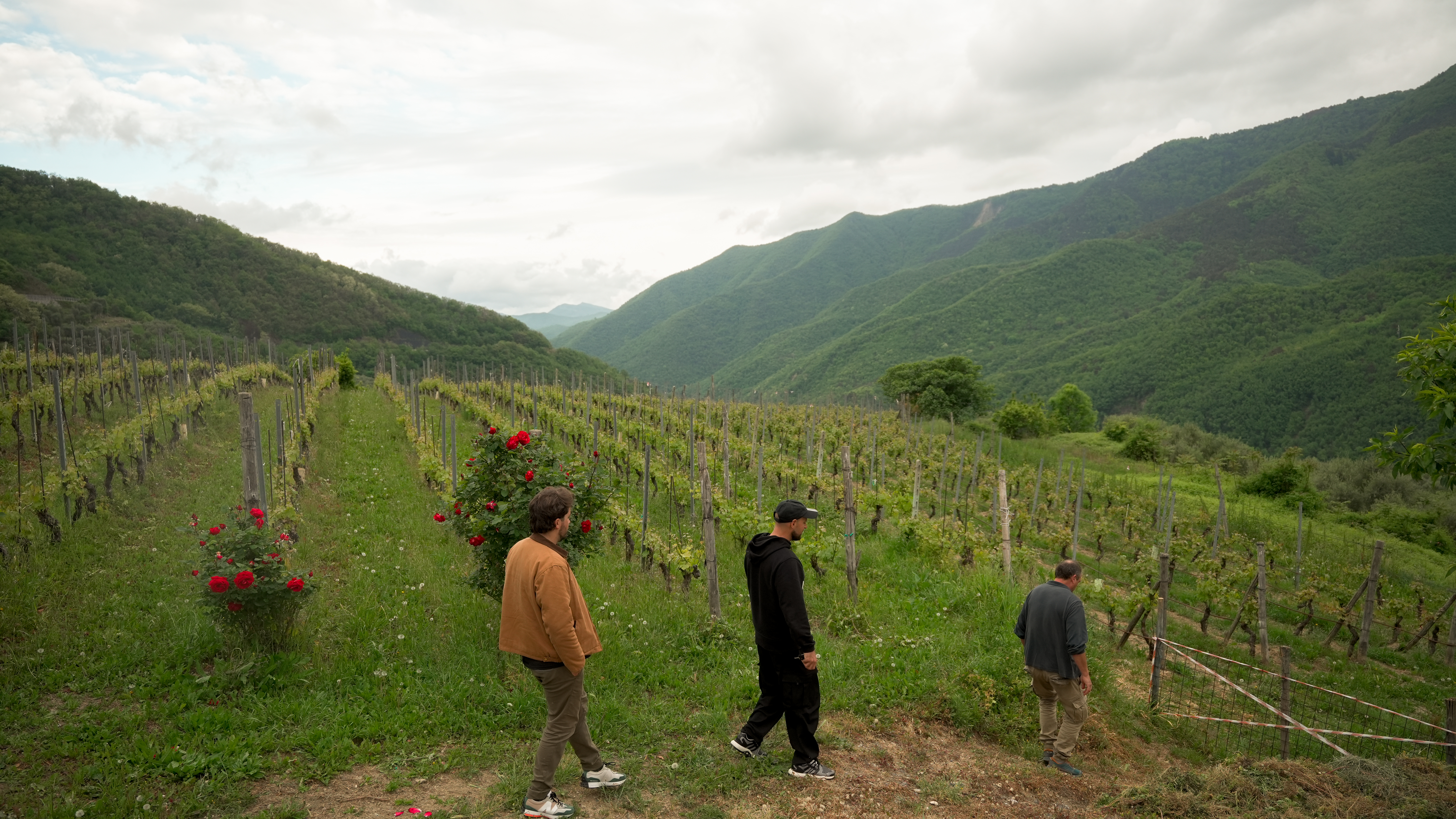 Gianan vineyard landscape