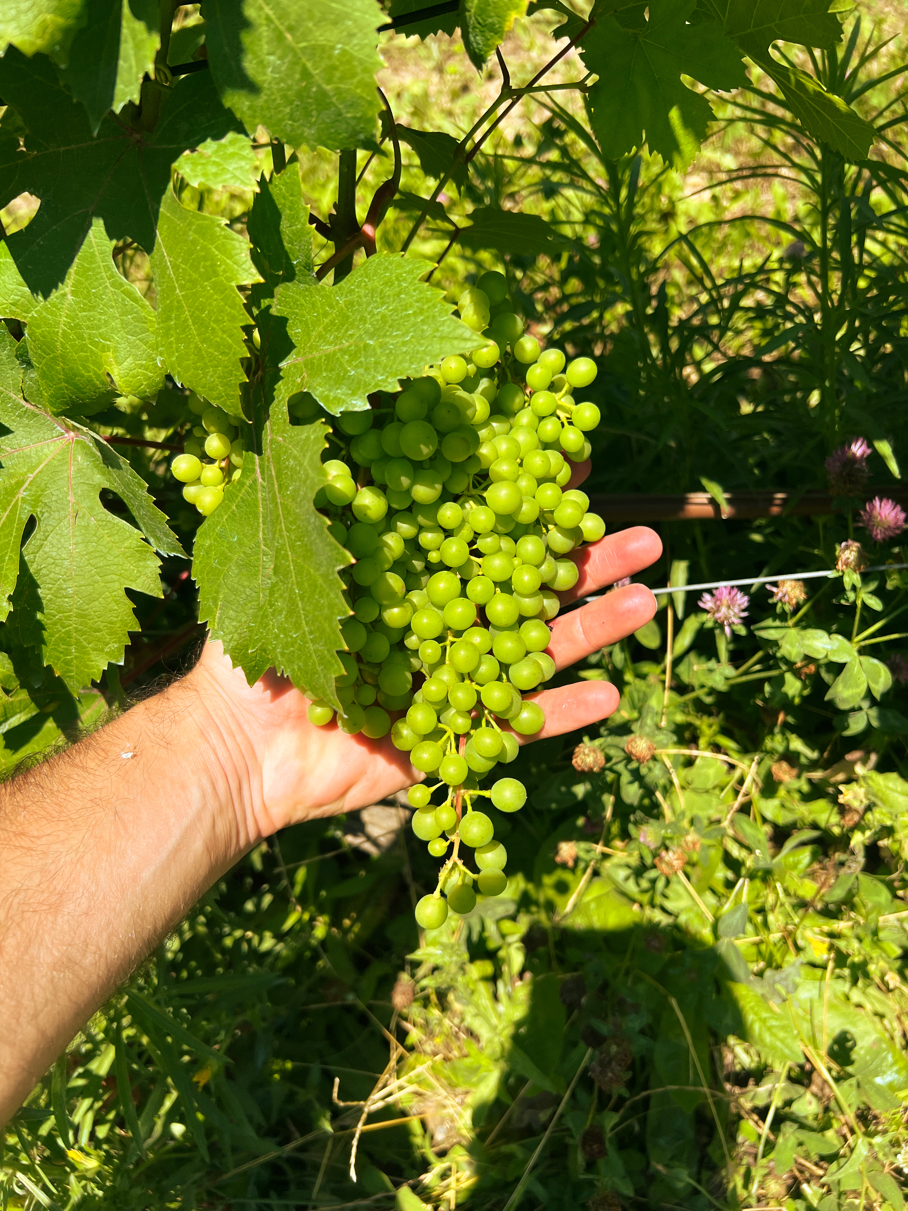 Ormeasco grapes