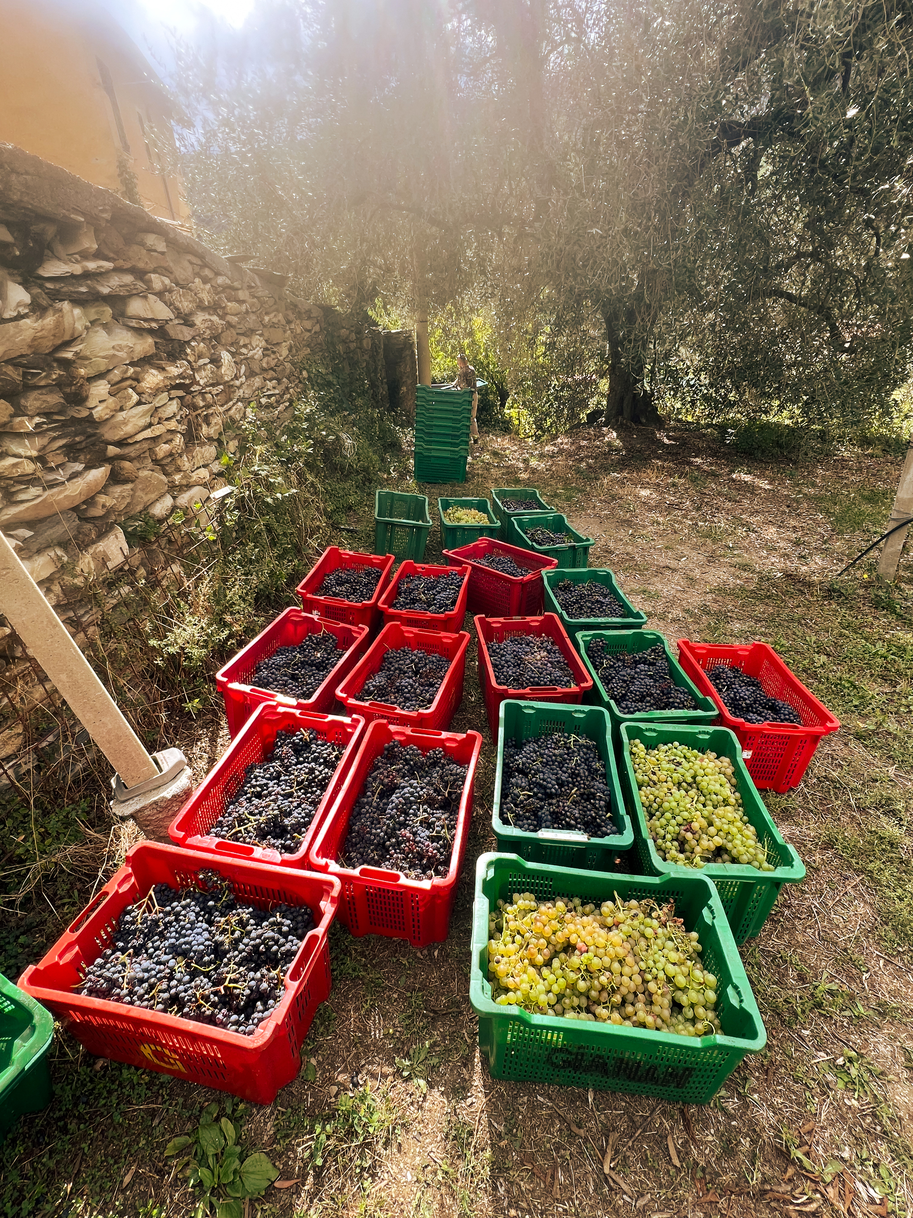 Harvest crates in the vineyard