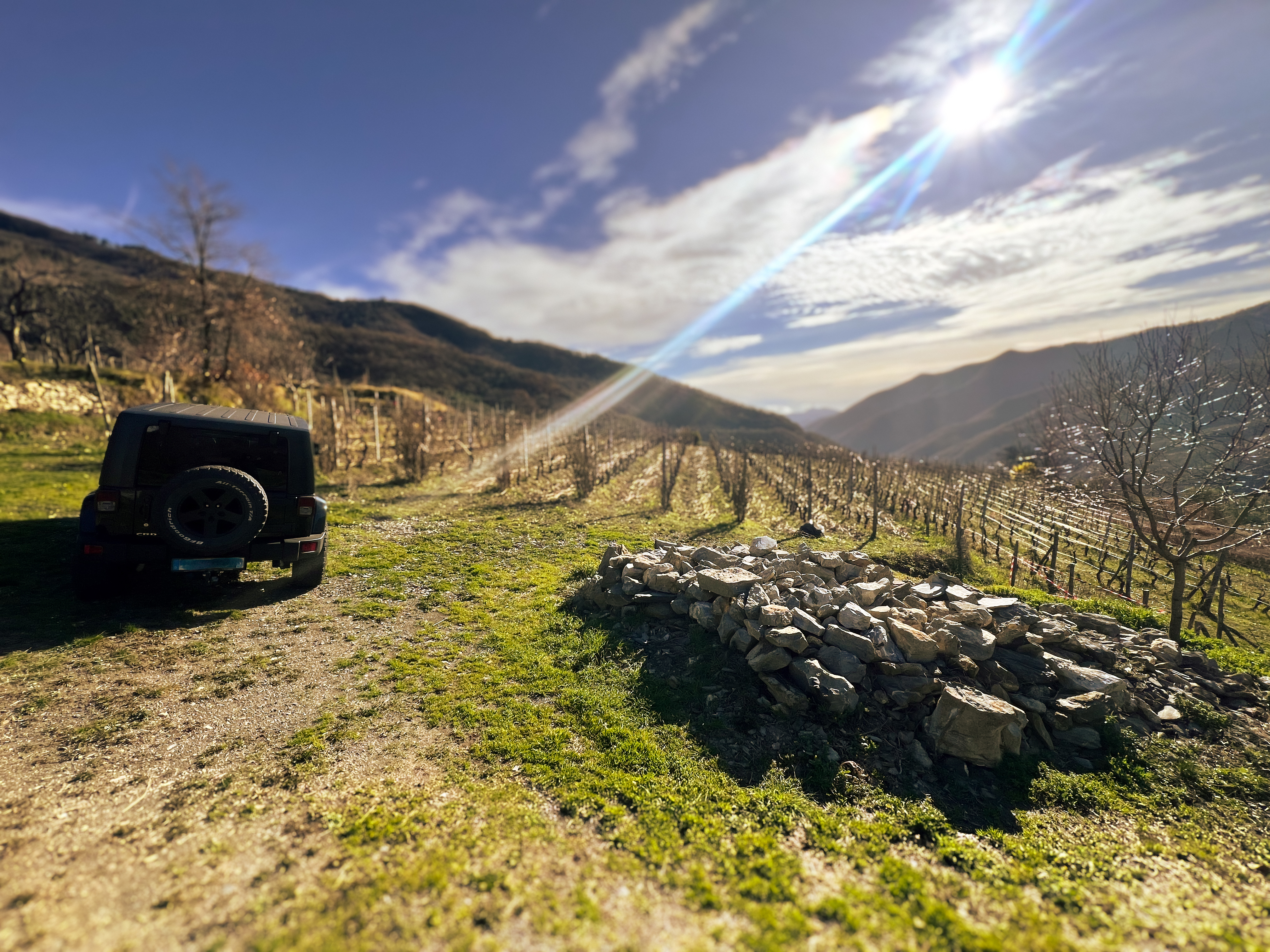 Terraced vineyard at Gianan