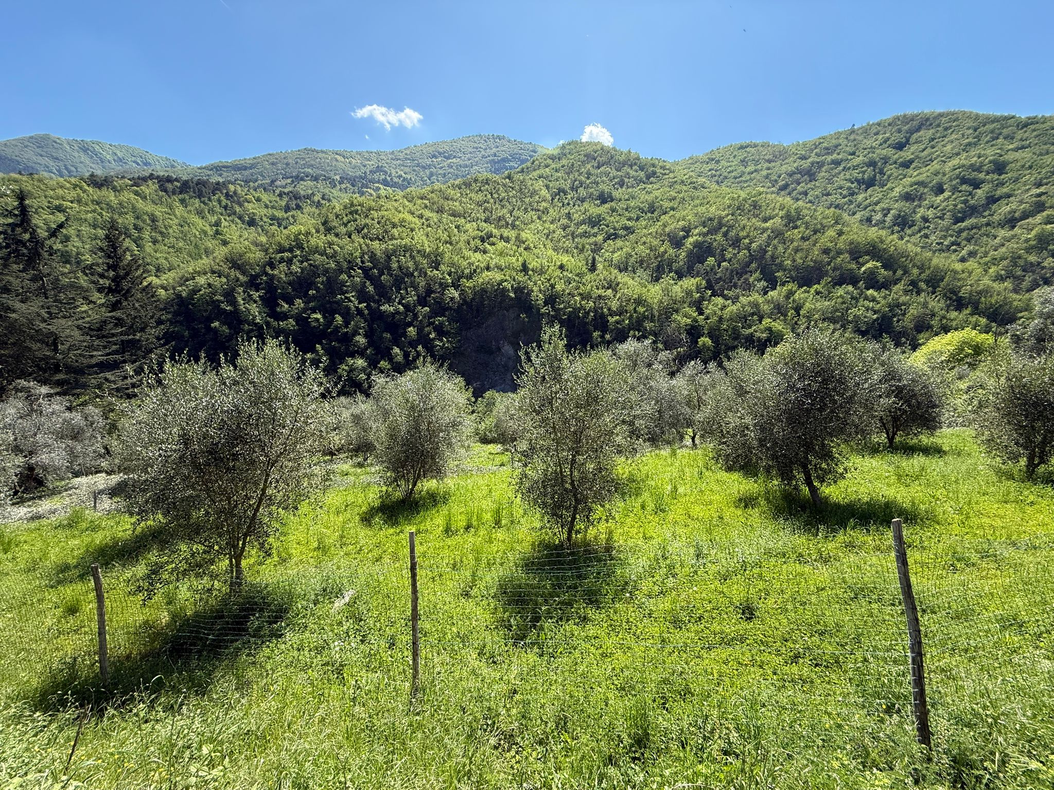 Gianan olive grove