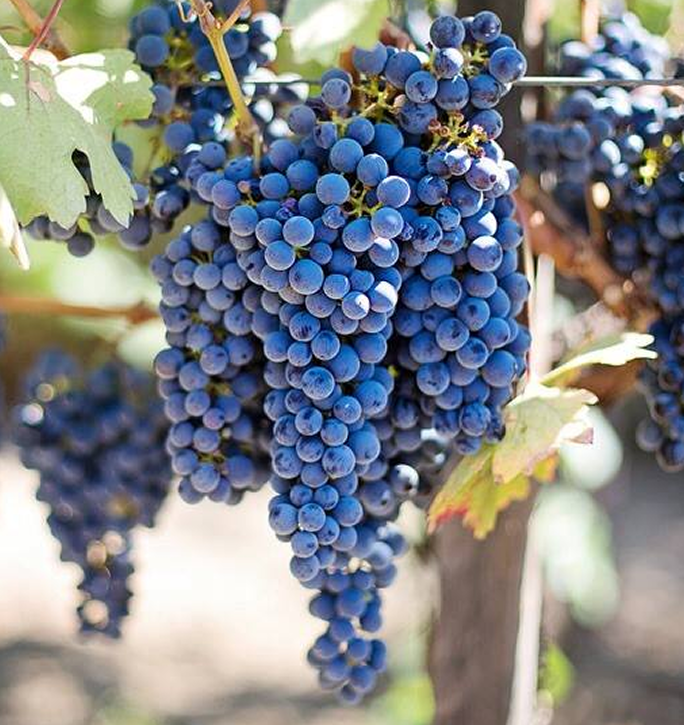 Ormeasco grapes