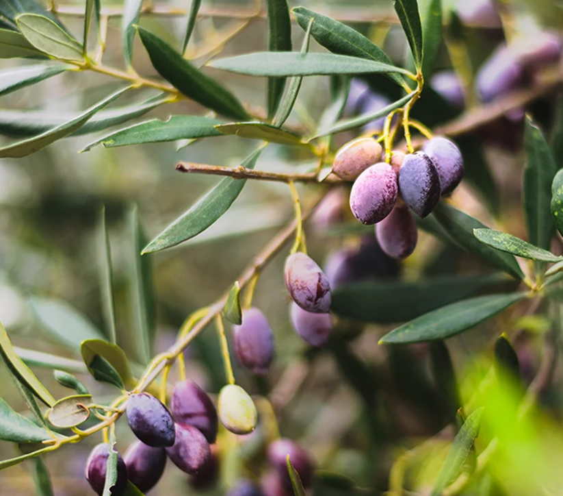 Taggiasca olives